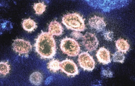 corona virus