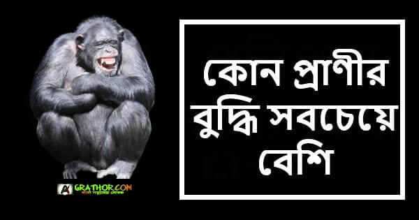 কোন প্রাণীর বুদ্ধি সবচেয়ে বেশি