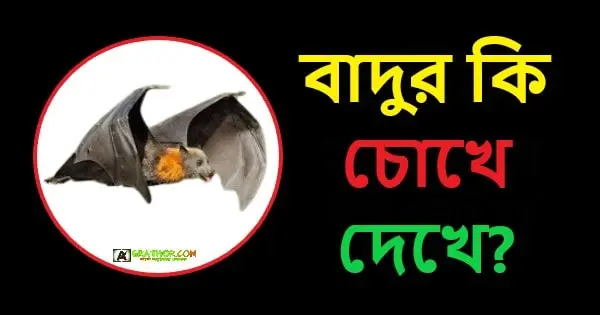 বাদুর কি চোখে দেখে, বাদুর সম্পর্কে বিস্তারিত