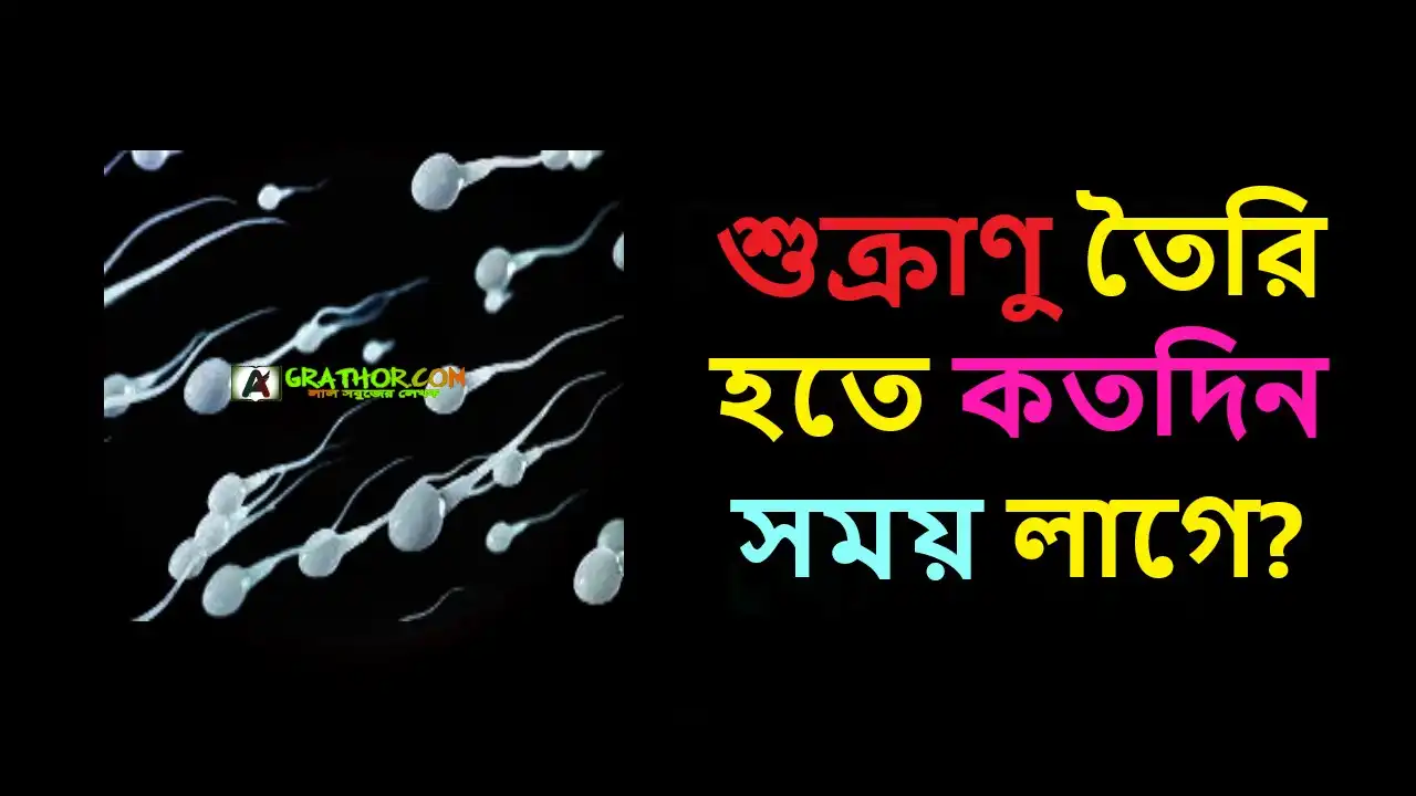 শুক্রাণু তৈরি হতে কতদিন সময় লাগে