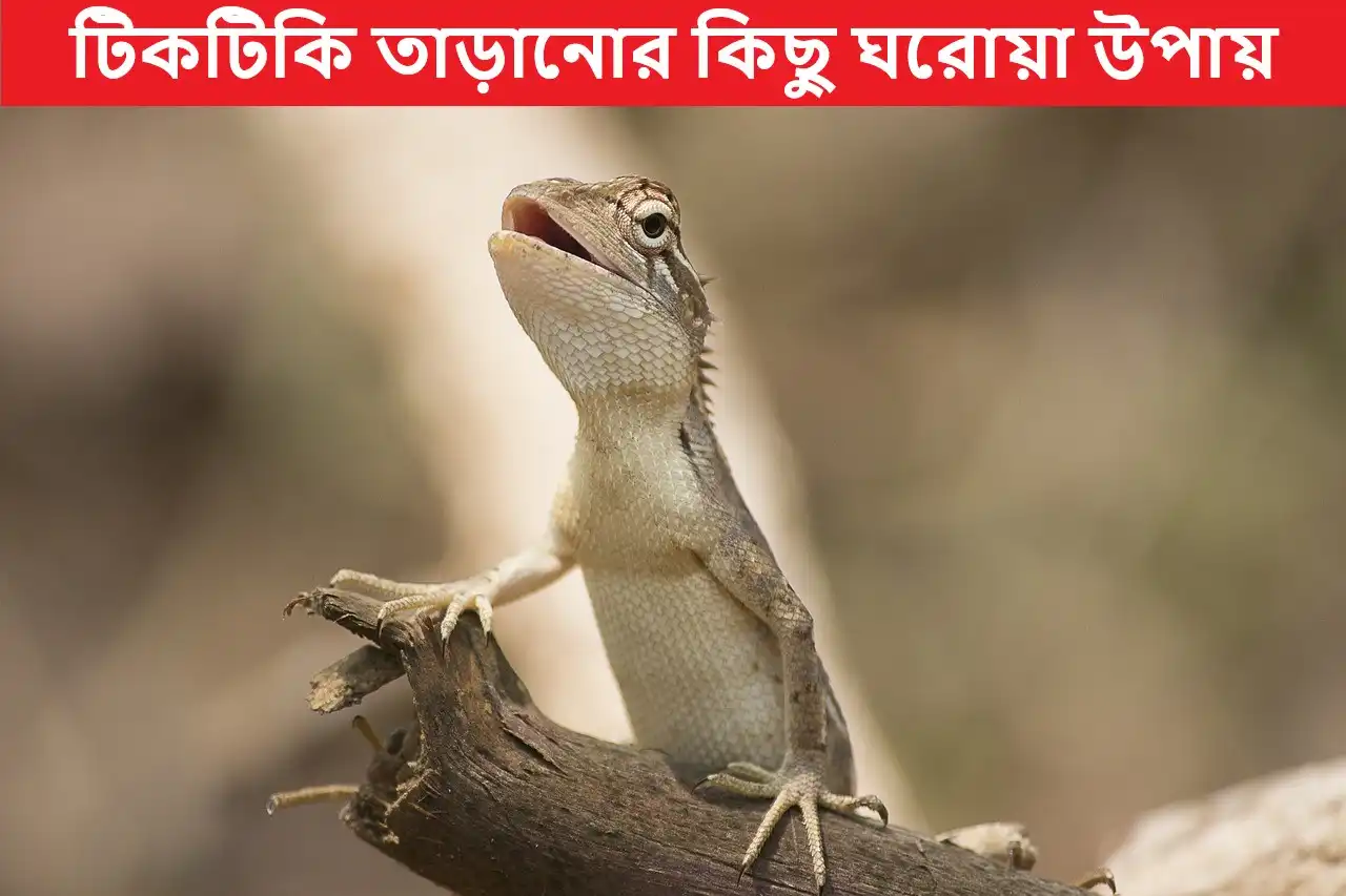 টিকটিকি তাড়ানোর কিছু ঘরোয়া উপায়